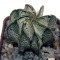 Семена кактусов Astrophytum capricorne v. major (PLapp) x aster. Gonzales