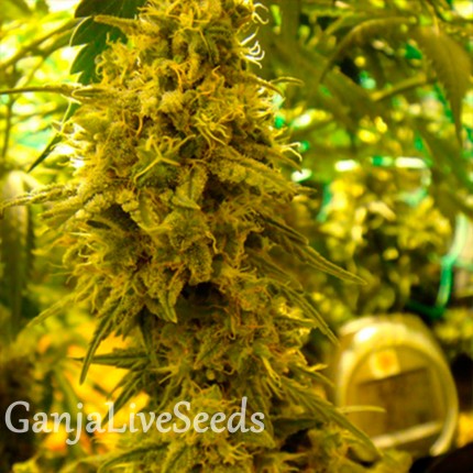 Auto Little Russian feminised Ganja Seeds