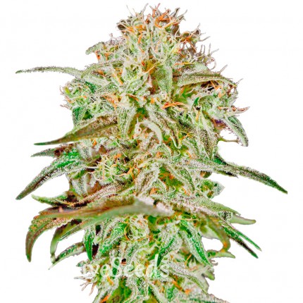 AMS feminised Ganja Seeds