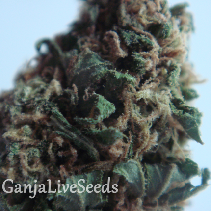 New York Diesel feminised GanjaLiveSeeds