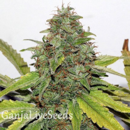 New York Diesel feminised GanjaLiveSeeds