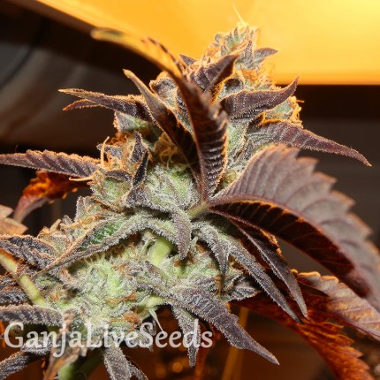 Auto Somango feminised Victory Seeds