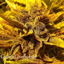 Pepoberry feminised GanjaLiveSeeds