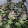 Качественные семена марихуаны купить Auto Critical Plus feminised Ganja Seeds