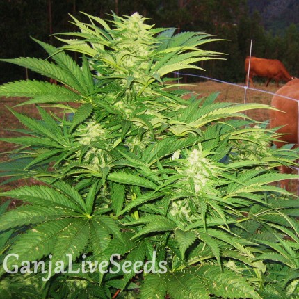 Narkush feminised Ganja Seeds