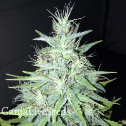 Tutankhamon feminised Ganja Seeds