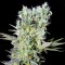 семена культурной конопли купить Northern Lights feminised Ganja Live Seeds