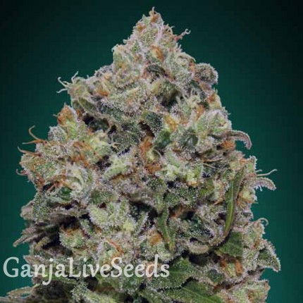 Northern Lights feminised GanjaLiveSeeds