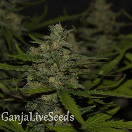 Auto Super Mazar feminised Victory Seeds