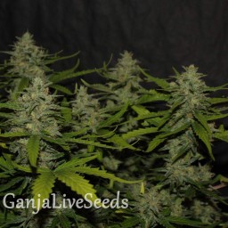 Auto Super Mazar feminised Victory Seeds