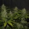 семена конопли феминизированные Auto Super Mazar feminised Victory Seeds