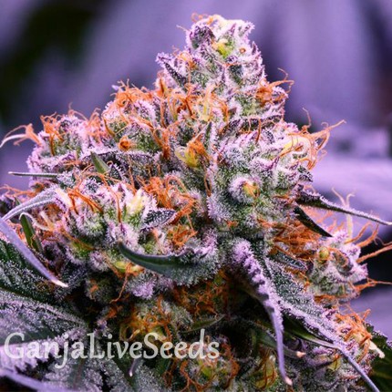 Purple OG feminised GanjaLiveSeeds