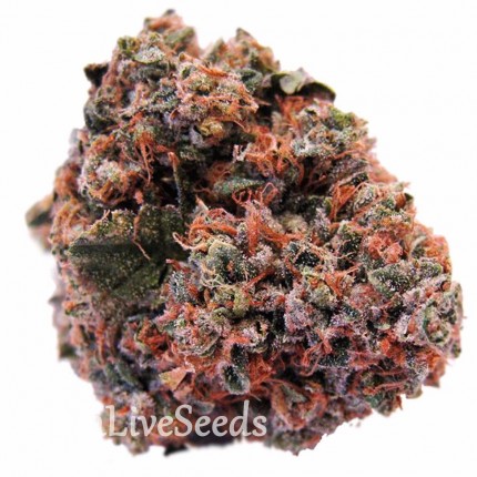 Purple OG feminised GanjaLiveSeeds