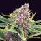 Семена конопли оптом Purple OG feminised