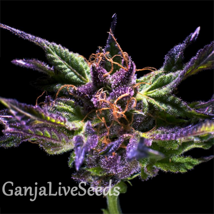 Purple OG feminised GanjaLiveSeeds