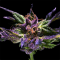Семена конопли оптом Purple OG feminised