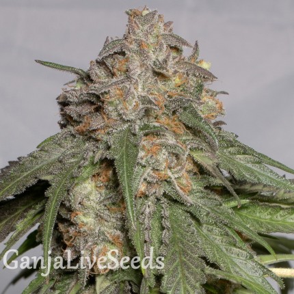 Head Band feminised Ganja Seeds
