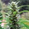 Семена каннабиса  Head Band feminised Ganja Seeds
