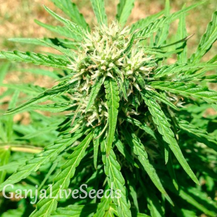 Auto Somango regular Ganja Seeds
