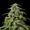 качественные семена конопли Early Skunk x AK feminised Ganja Seeds