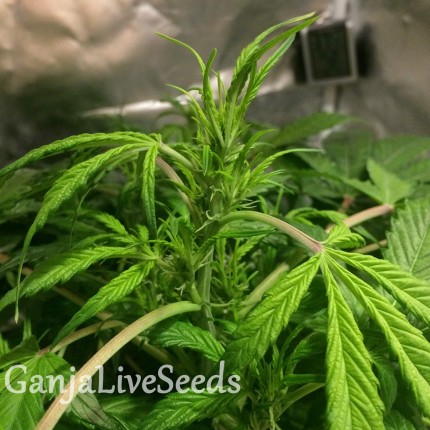 Auto AK 49 feminised Ganja Seeds