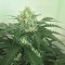 урожайные семена конопли Auto Super Skunk feminised Victory Seeds