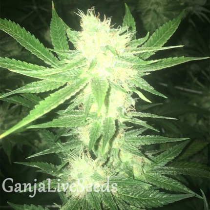 Sage n Sour feminised GanjaLiveSeeds
