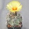 Недорогие семена кактуса Astrophytum capricorne v. major x