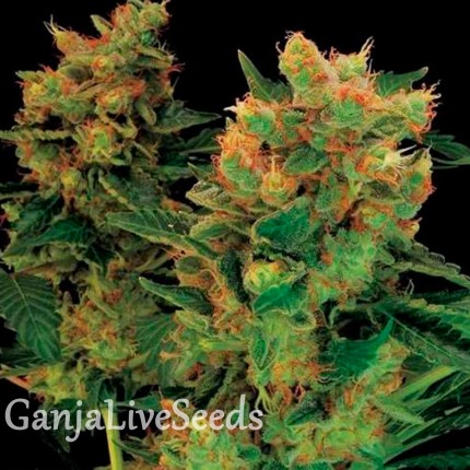 Hash Plant feminised Ganja Seeds