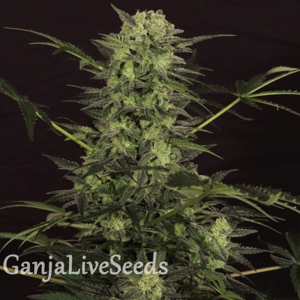 Auto Ultra Power Plant feminised Victory Seeds