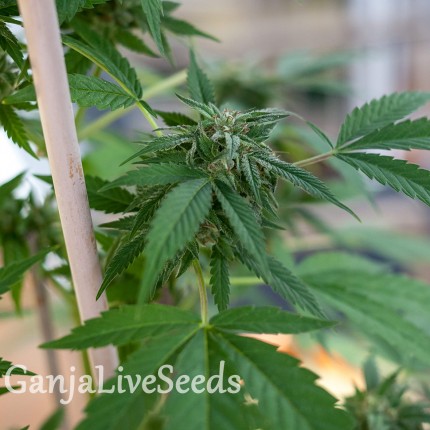 Sour Mango feminised GanjaLiveSeeds