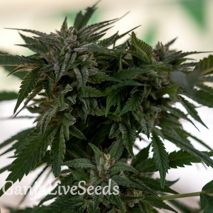 Sour Mango feminised GanjaLiveSeeds