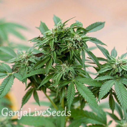 Sour Mango feminised GanjaLiveSeeds