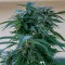 Фотопериодные сорта конопли Sour Mango feminised