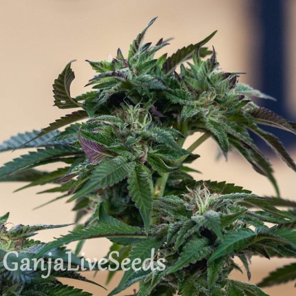 Sour Mango feminised GanjaLiveSeeds
