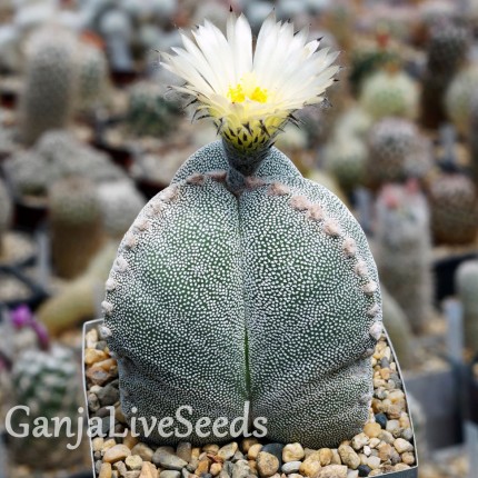 Astrophytum myriostigma v. tricostatum cv. Bohumil Schutz