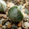 Семена кактусов недорого Astrophytum myriostigma v.tricostatum cv.Bohumil Schutz