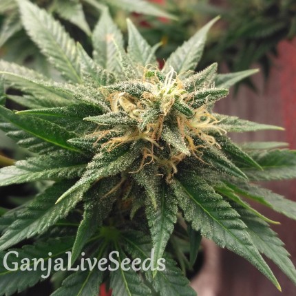 Auto Betty Boo feminised Ganja Seeds