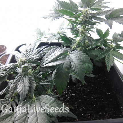 Auto Betty Boo feminised Ganja Seeds