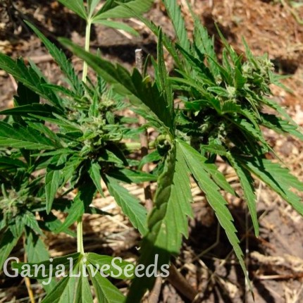 Auto Betty Boo feminised Ganja Seeds