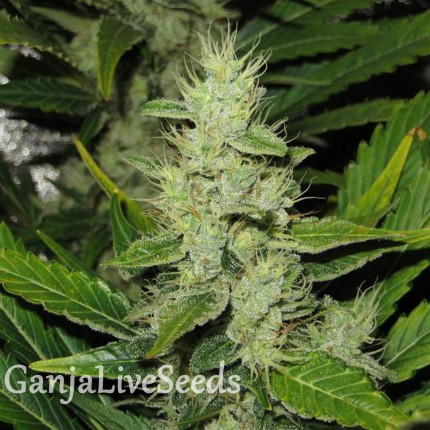Auto White Russian XXL feminised Victory Seeds