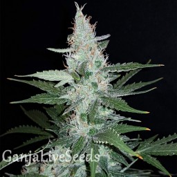Super Mazar feminised GanjaLiveSeeds