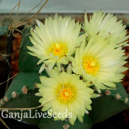 Astrophytum myriostigma var. nudum