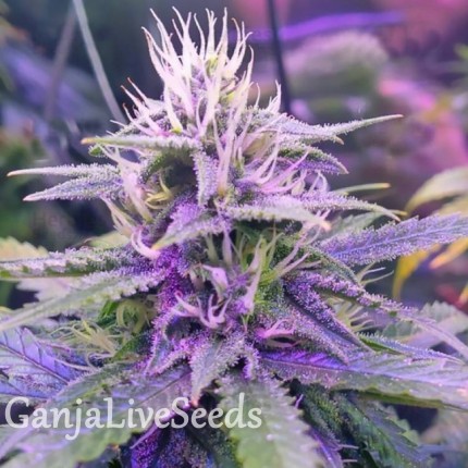 Tangerine Dream feminised GanjaLiveSeeds