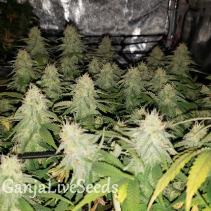 Tangerine Dream feminised GanjaLiveSeeds