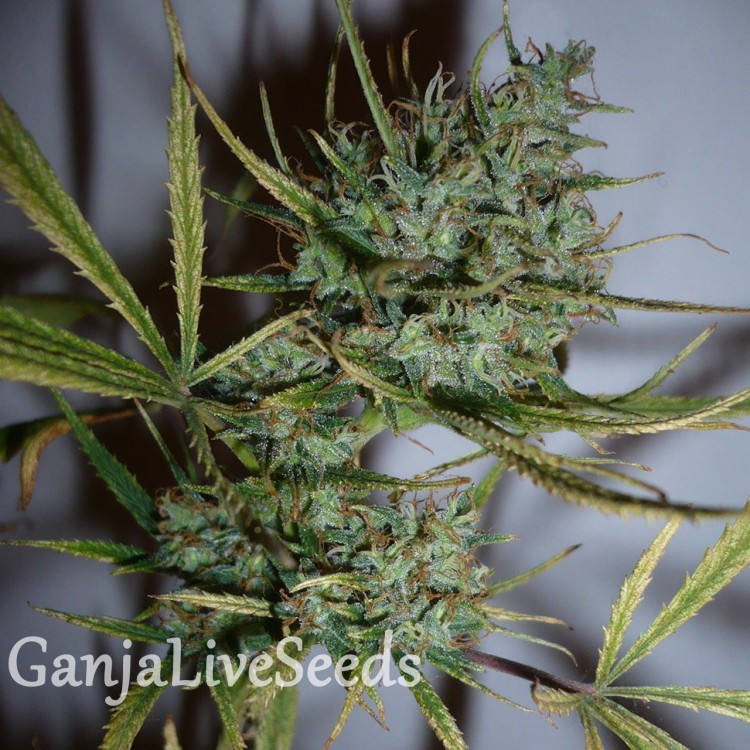 Купить семена медицинской марихуаны aravia hydra тоник
