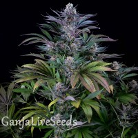 Silver Haze feminised Ganja Seeds