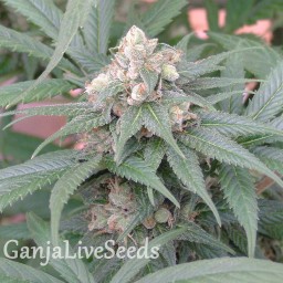 Skunk #11 feminised GanjaLiveSeeds