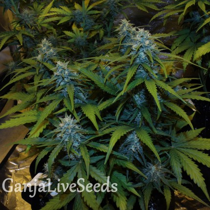 Auto White Widow feminised Victory Seeds