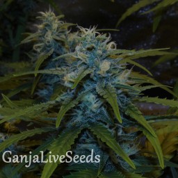 Auto White Widow feminised Victory Seeds